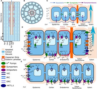 A Comprehensive Biophysical Model of Ion and Water Transport in Plant Roots. III. Quantifying the Energy Costs of Ion Transport in Salt-Stressed Roots of Arabidopsis